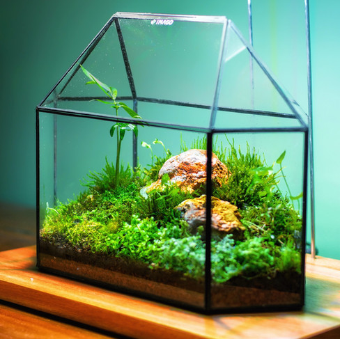 Terrario de musgo vivo diseñado como sistema ecológico a escala