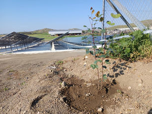 How Our Team is Enhancing Sustainability with Tree Planting