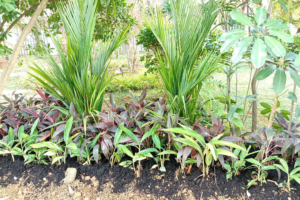 plants in garden