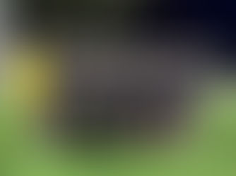  ニュージーランドサッカー 女子リーグ