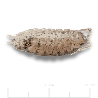 Porcellio scaber _Dalmatian.png