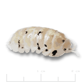 Armadillidium vulgare _USA Magic Potion.png