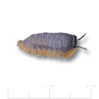 Cubaris sp. _Red Edge.png