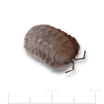Nesodillo arcangelii _Purple Ghost.png