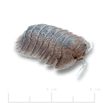 Troglodillo sp. _Soil.png