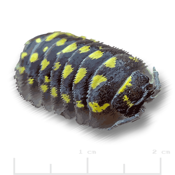Armadillidium gestroi.png