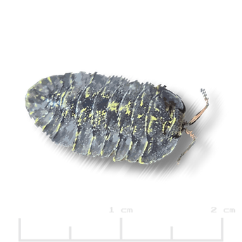Troglodillo sp. _Green Spot.png