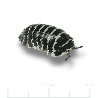 Armadillidium maculatum _Zebra.png