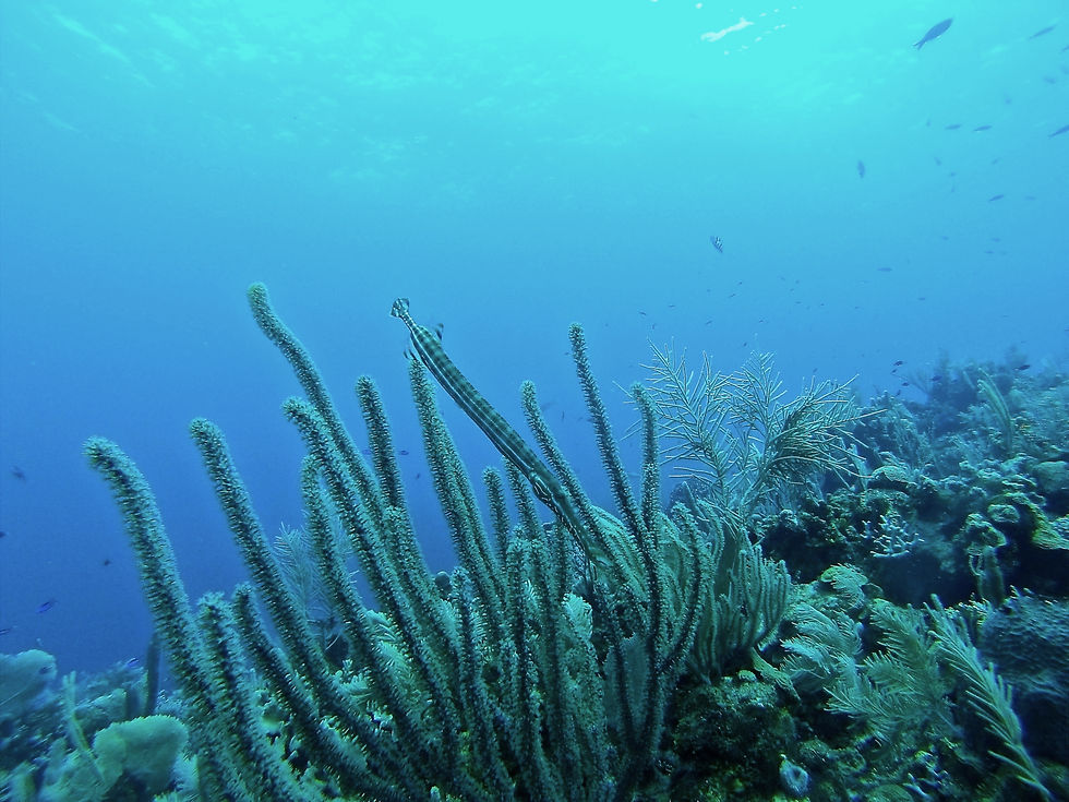 Photo by Erin Simmons