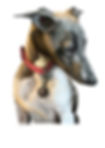 dog digital portrait watercolor pets maanvi kapur