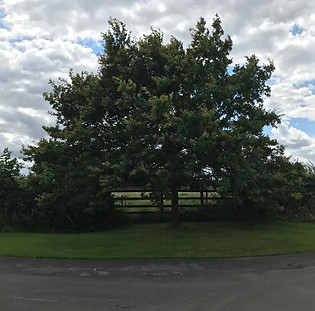 Golden Jubilee Tree