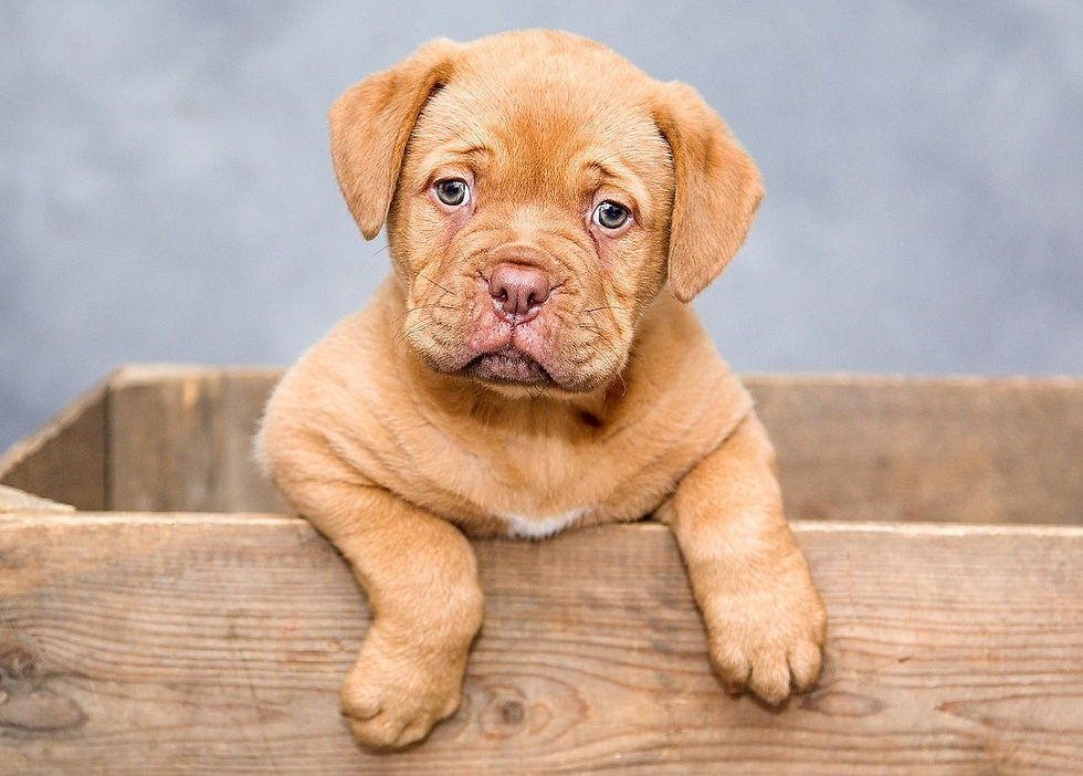 Gennem mit liv har jeg mødt mange dyr, som har haft en stor betydning for mig. For ligesom os mennesker har de lige så stor plads her i denne verden, og derfor må de også behandles med respekt. Dyr er ligesom mennesker også modtagelige for healing, jeg vil endda sige måske endnu mere, for de har ikke de samme begrænsninger som os mennesker. Herigennem vil jeg gerne tilbyde fjernhealing af dyr, som kan have brug for den ekstra omsorg i deres hverdag, Før jeg går i gang med healingen, som på forhånd er sat på et bestemt tidspunkt, skal jeg bede om et billede af kæledyret, samt navn og hvor den bor. Der vil også være brug for at vide, hvad den fejler. En dyrehealing kan bestilles inde på book online, og vil koste 400 kr. for en ½ time.