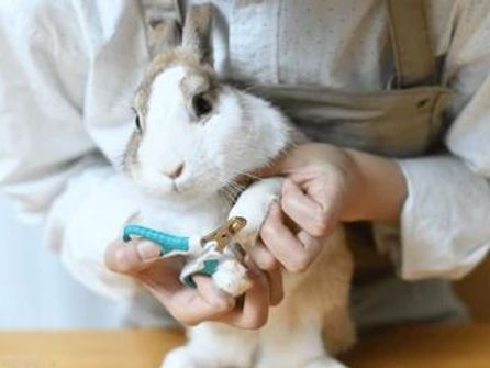 Nail Cutting Service for Rabbits and Bunnies