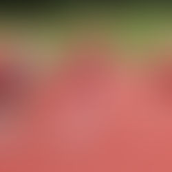 Welsh Masters 100m sprint final