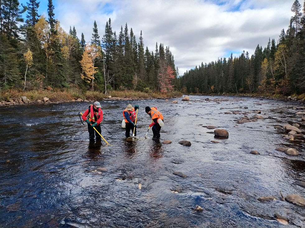 Évaluation du recrutement du saumon atlantique préalablement à la restauration de processus fluviaux