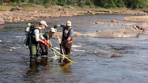 Recensement de la population de saumon atlantique (Salmo salar) juvénile dans la rivière des Escoumins