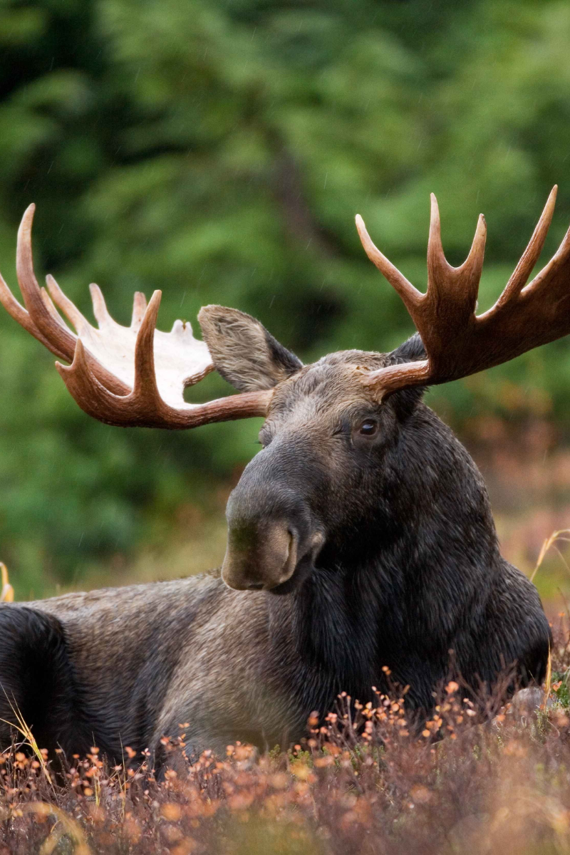 Moose hunting packages — Domaine du Lac Kergus – Domaine du Lac Kergus