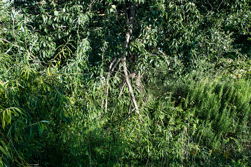 DSC_2951.jpeg