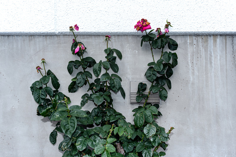 DSC_1541.jpeg