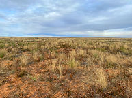 Rangelands with shrubs and grasses under a blue and white cloud sky.