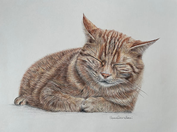 Red Cat | Colorpencil