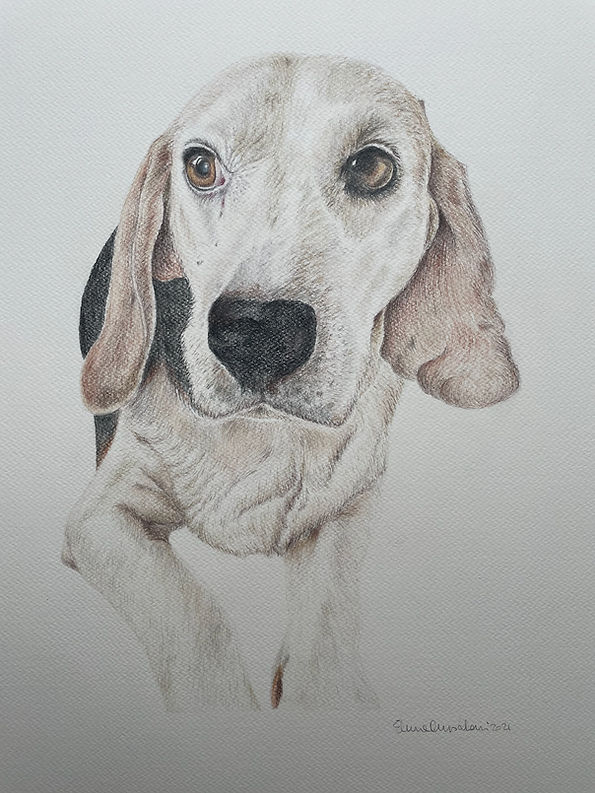 Portrait of Beagle | Colorpencil