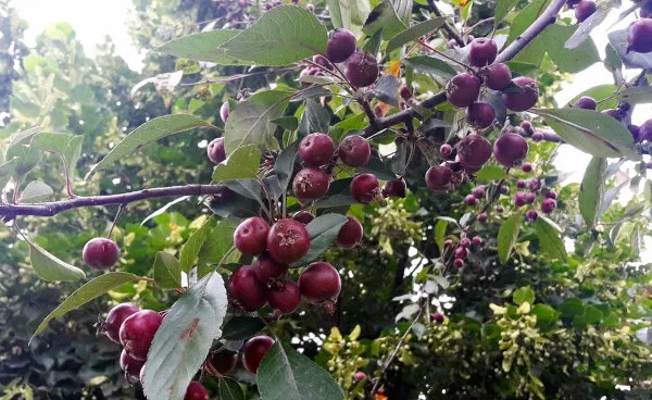 Araçá-roxo