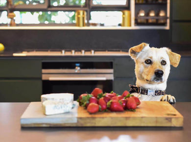 אורח שמח במטבח.jpg