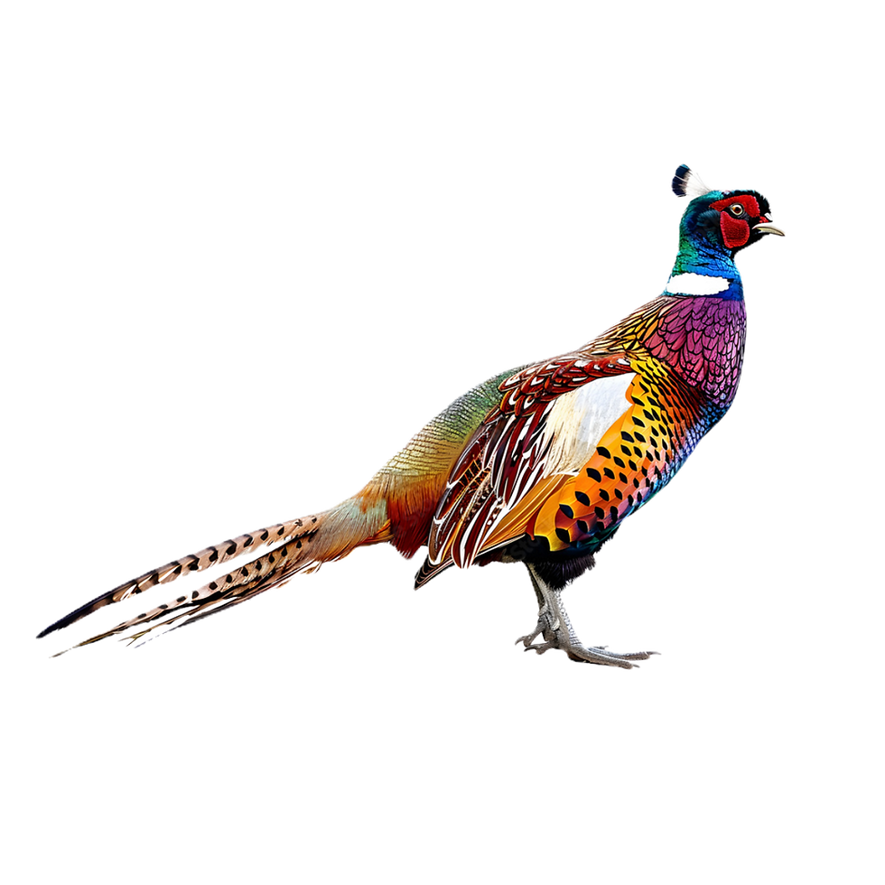 PHEASANT WATER COLOUR_edited.png
