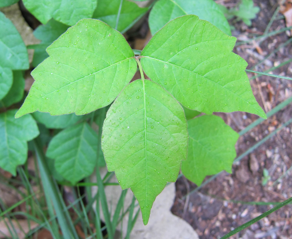 Poison Ivy leaves look a bit like a mitten, with a thumb and fingers, and come in sets of three.