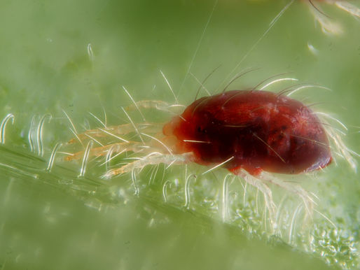 New pest control tools developed at Grbic Lab could prove ‘mite-y’