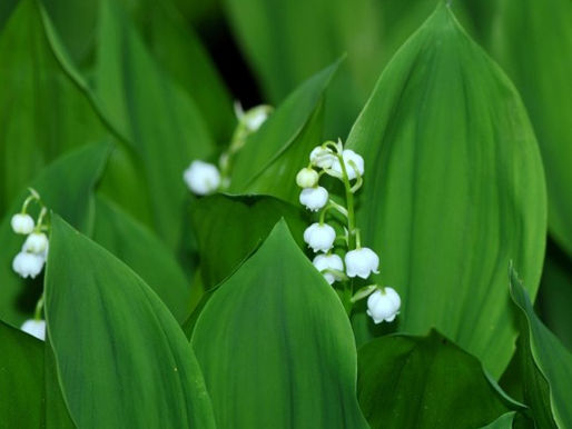 Invasive Plant of the Month: Lily of the Valley