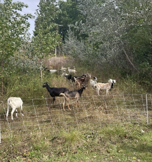 Goat-a-rich: Goat grazing pilot program a success