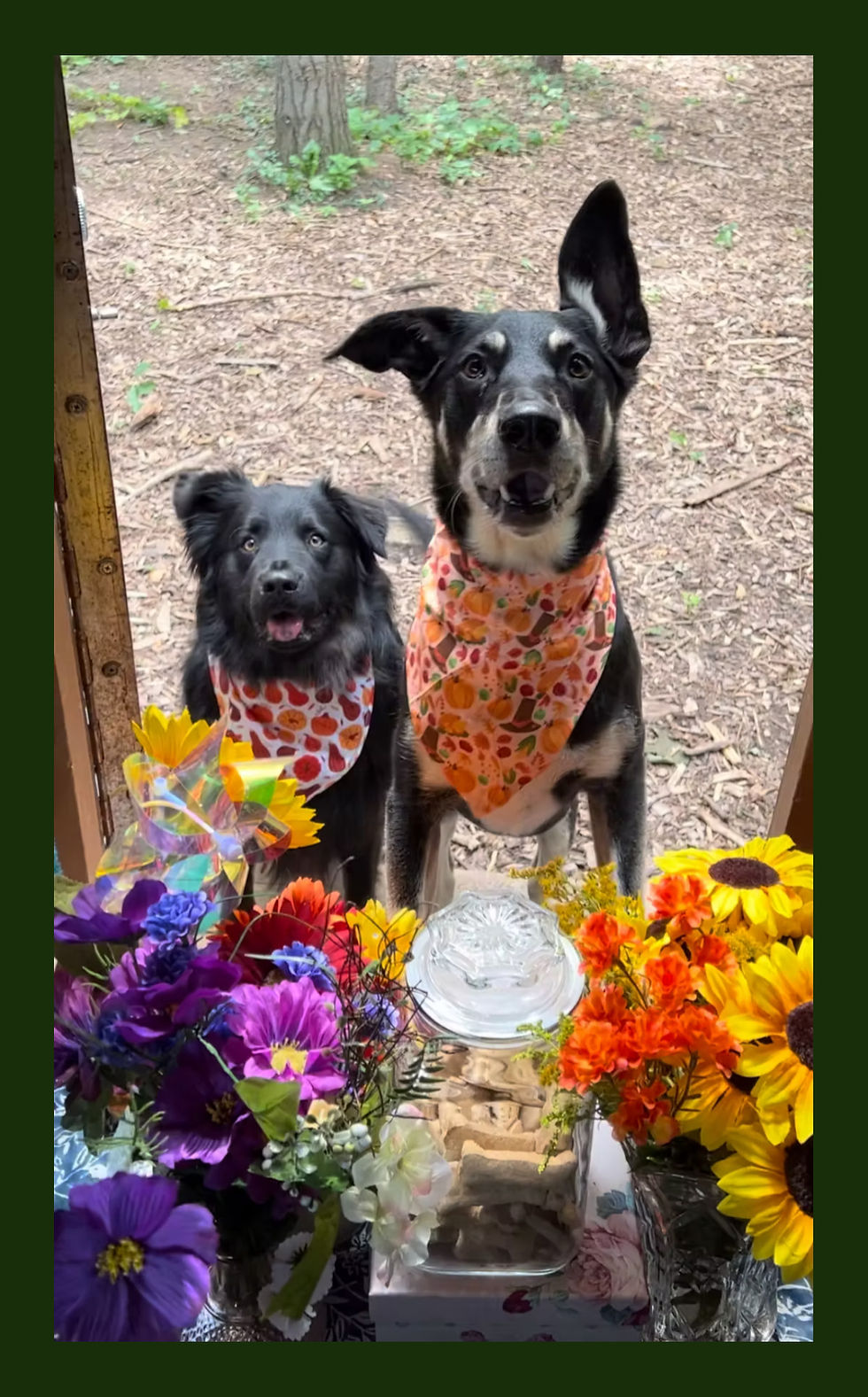 Jones celebrates the upcoming holidays with her own dogs at Forest Tails Doggy Daycamp.