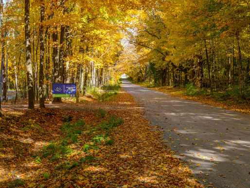 Northumberland County Forest