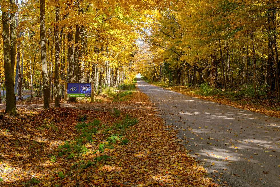 Alderville First Nation, Dnaagdawenmag Binnoojiiyag Child and Family Services and EarlyON Child and Family Centres are presenting a ‘story walk’ and restoration planting event on Thursday, Oct. 8 in Northumberland County Forest. /Northumberland County photo