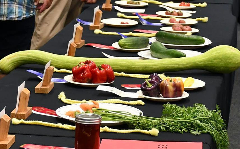 This prize-winning tromboncino squash was an entry in the 2025 edition of the Cobourg Garden Club’s summer show. /Cobourg Garden Club photo