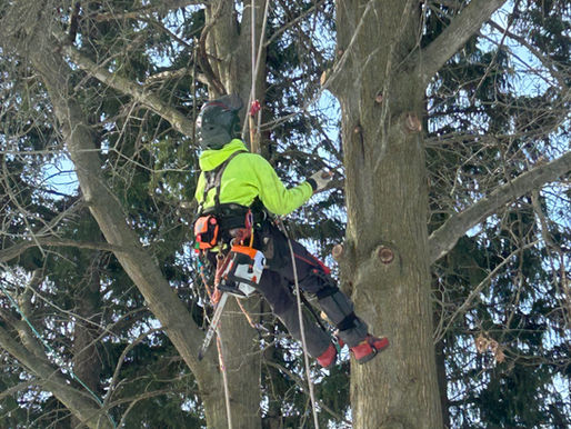 Tree Trust demonstrates pruning of 80-year-old pin oaks in New Hamburg Arboretum