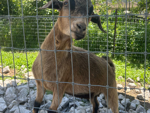 Looking for something to do this summer? Clovermead offers family fun all season