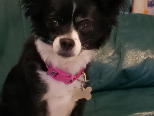 Family desperately searching for missing dog lost at Barker’s Bush Trail