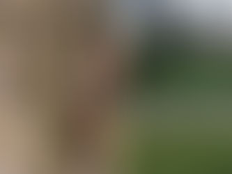 Spotted lanternfly ‘an imminent potential problem’ for Canadian growers