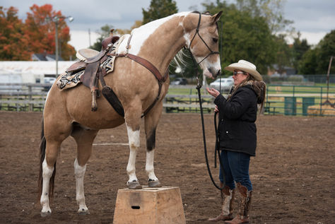 “New Beginnings” is the theme for the Burford Agricultural Society board