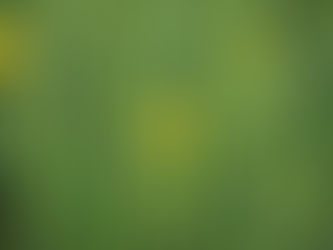 Invasive Plant of the Month: Yellow Iris (Iris pseudacorus)