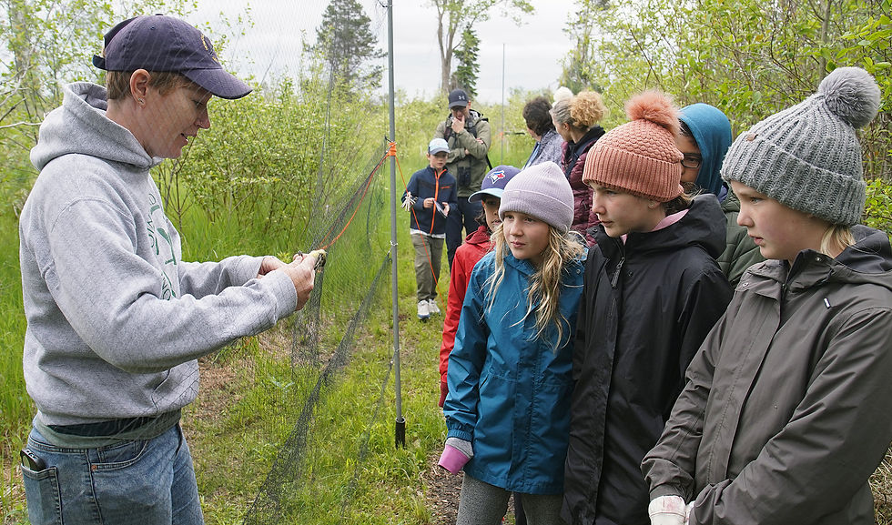 LPBO Program Coordinator Emma Buck (left) gently removes a Yellow-Bellied Flycatcher from a mist net under the watchful gaze of a group of potential future ornithologists.