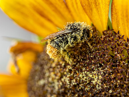 Bumblebees see the (UV) light