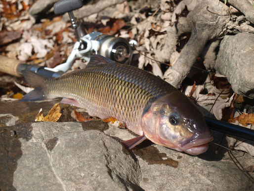 Wild game, fish can be a healthy part of diet