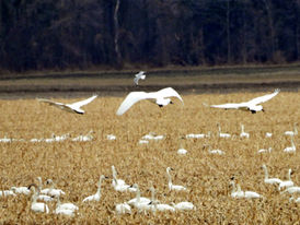 They’re back – Tundra swans arrive to rest on their journey north