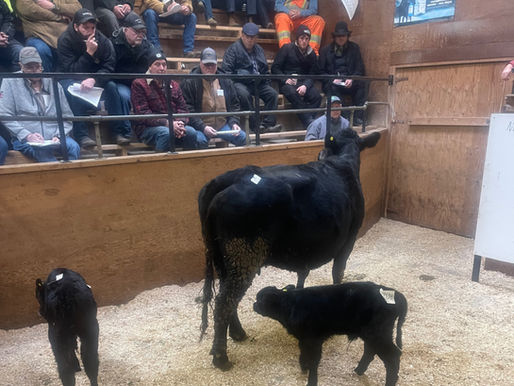 David Carson keeps beef auctions thriving at Milverton sales barn