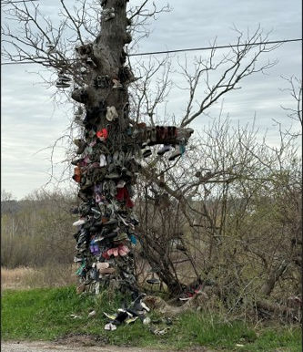 Could Paris' Shoe Tree be Ontario's Tree of the Year?
