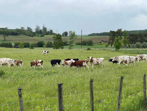 Wilhelm family continues proud dairy tradition in North Easthope